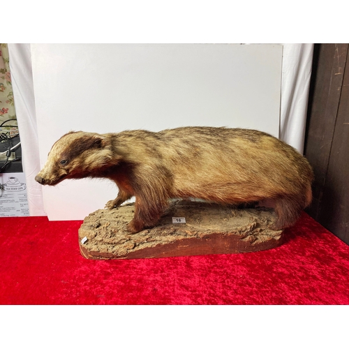 16 - Taxidermy badger on wooden log base approx 75 cm from nose to tail