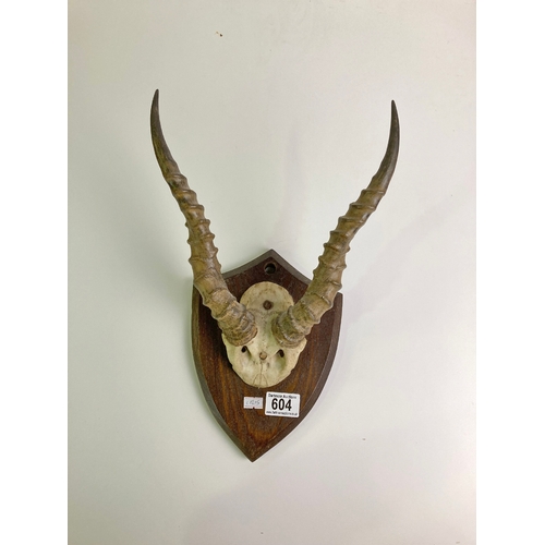 604 - Mounted Antelope horns