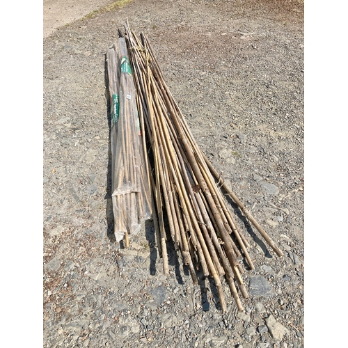 24 - A large quantity of garden bamboo canes