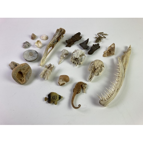 16 - Collection of animal skulls rocks + fossils