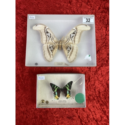 32 - Two mounted butterflies