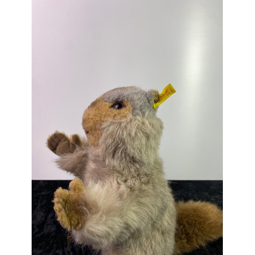 134 - Very cuddly Steiff Groundhog with button and label Height 28 cm approx