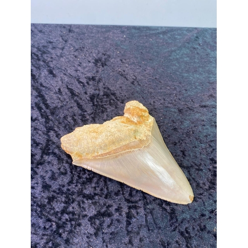 122 - Megladon Tooth - ‘Otudus Megladon” Big Tooth Mackerel Shark Miocene period/Indonesia, good serration... 