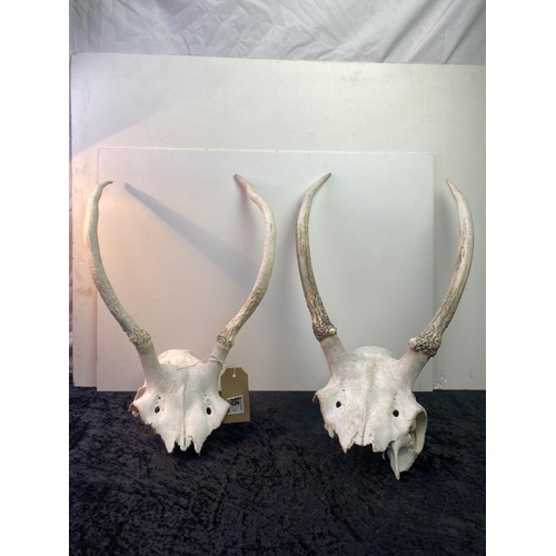 55 - Two deer skulls with antlers