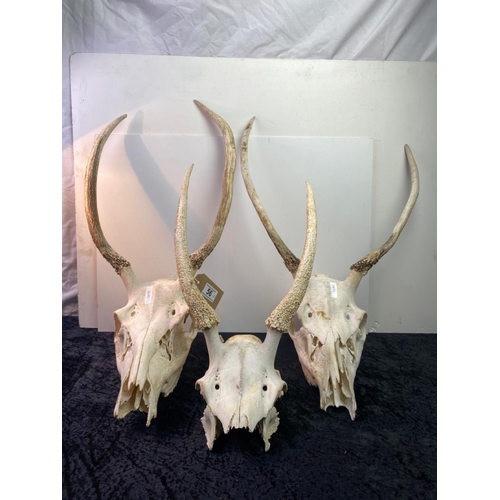 56 - Three deer skulls with antlers