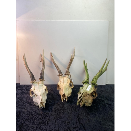 57 - Three small deer skulls with antlers