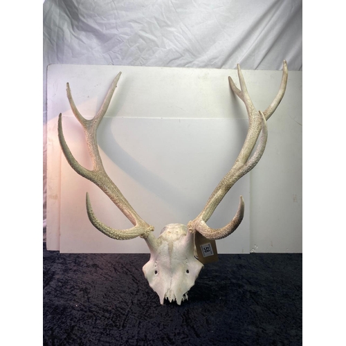 58 - Large deer skull with impressive antlers