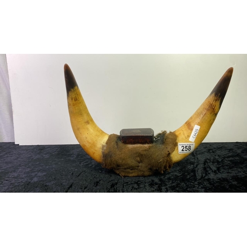 258 - A bovine horn with a trinket box - measures approx 36 cm width