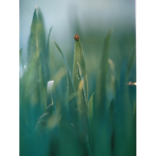 1147 - Beautiful surreal image 'Ladybird' by photographer Matt Budd depicting the journey to the top...It d... 