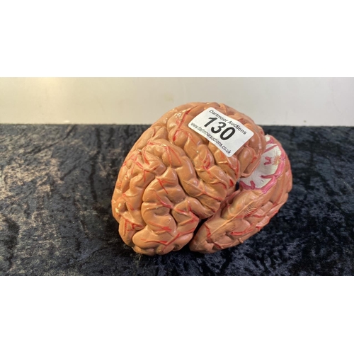 130 - Plastic medical model of a brain which comes apart to show the different parts.