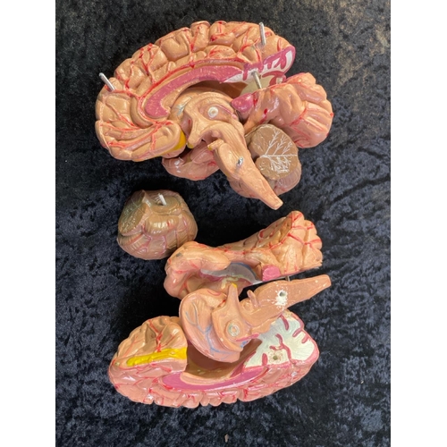 130 - Plastic medical model of a brain which comes apart to show the different parts.