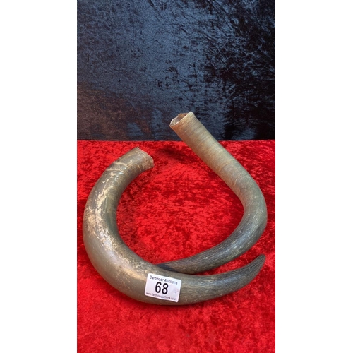 68 - Pair of curved animal horns