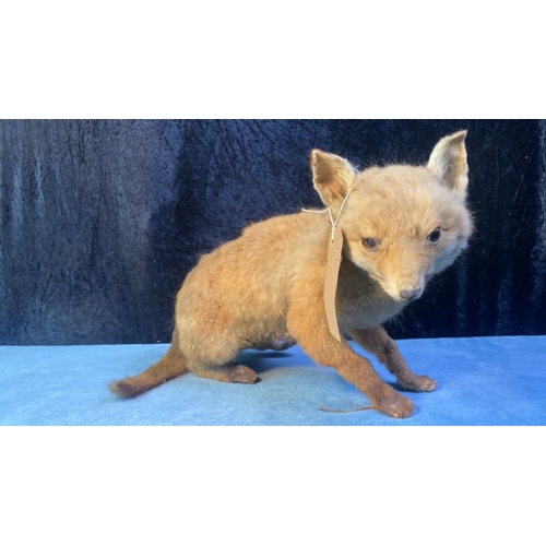 34 - Taxidermy fox cub