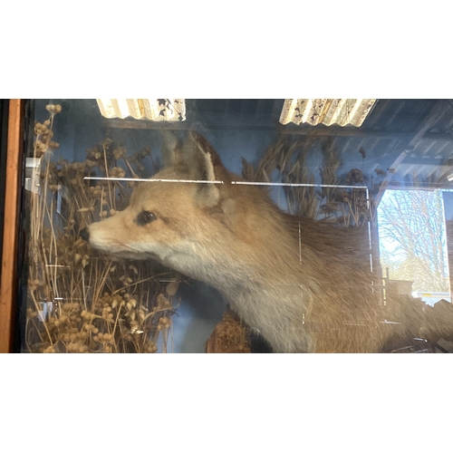 38 - Taxidermy fox in glass fronted wooden case depicted in an attractive diorama. Case approx 48cm x 94c... 