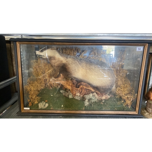 54 - Taxidermy badger in wooden case with glass front and sides depicted in an attractive diorama. Case a... 