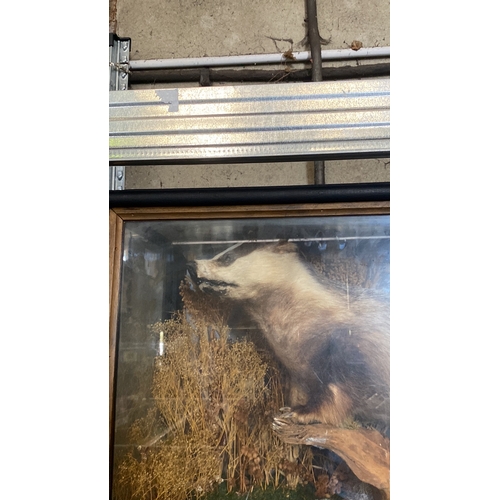 54 - Taxidermy badger in wooden case with glass front and sides depicted in an attractive diorama. Case a... 