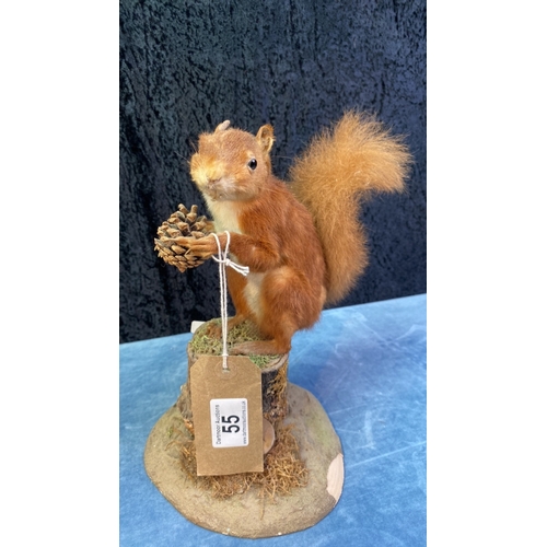 55 - Taxidermy red squirrel holding a pinecone, sitting on a stump