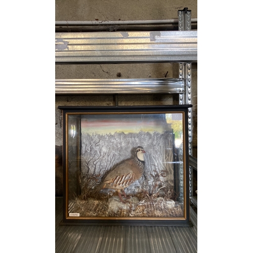 56 - Taxidermy red legged partridge in a wooden case with glass from and sides, depicted in a wintry dior... 