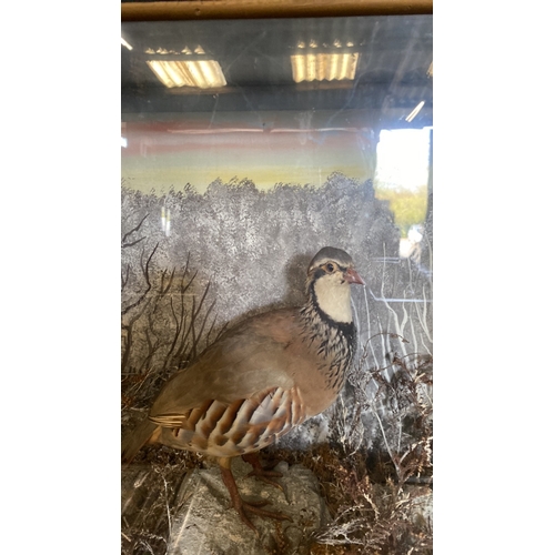 56 - Taxidermy red legged partridge in a wooden case with glass from and sides, depicted in a wintry dior... 