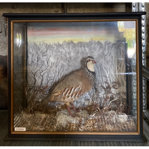 56 - Taxidermy red legged partridge in a wooden case with glass from and sides, depicted in a wintry dior... 