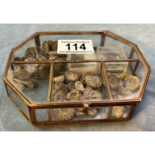 114 - Fascinating collection of teeny ammonites in a glass display box.