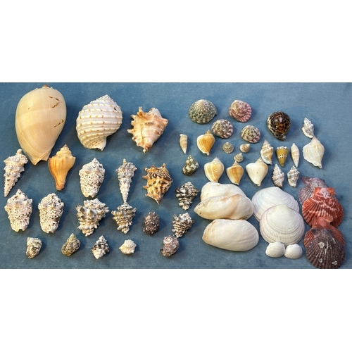 118 - Collection of beautiful, decorative seashells from around the world’s seas