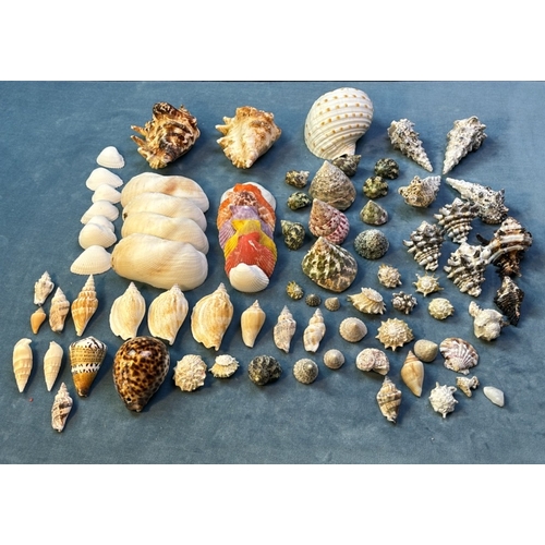 119 - Second basket of staggeringly beautiful and decorative seashells from far distant shores