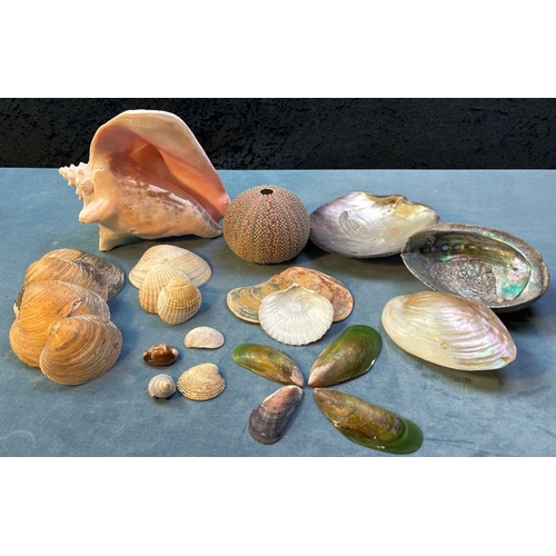 120 - Final collection of interesting shells from far flung shores