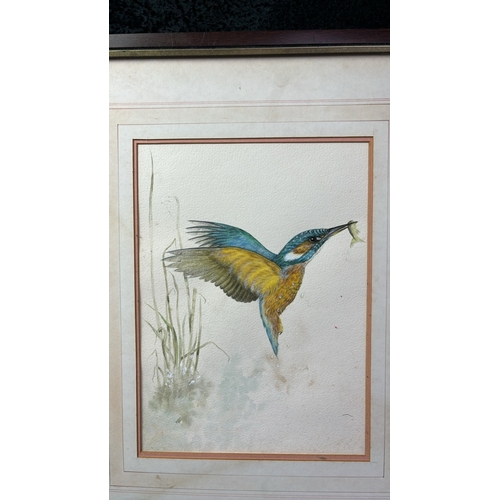 25 - Set of three beautiful framed watercolour paintings of Kingfishers, unsigned, frames approx 48cm x 3... 