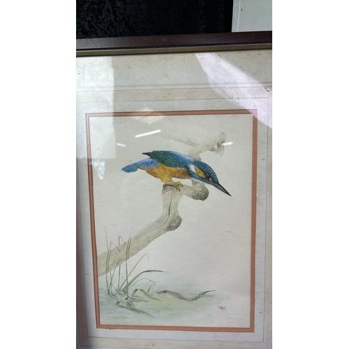 25 - Set of three beautiful framed watercolour paintings of Kingfishers, unsigned, frames approx 48cm x 3... 