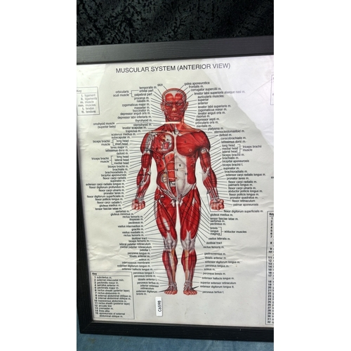 4 - Framed medical poster of the human muscular system