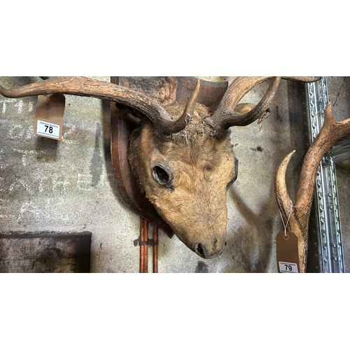 78 - Taxidermy deer stag head on wooden plaque