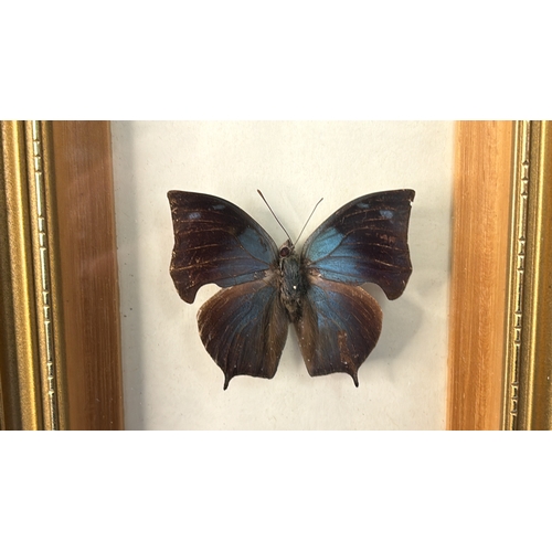 134 - A framed collection of butterflies from Exotica Butterflies of Leicester