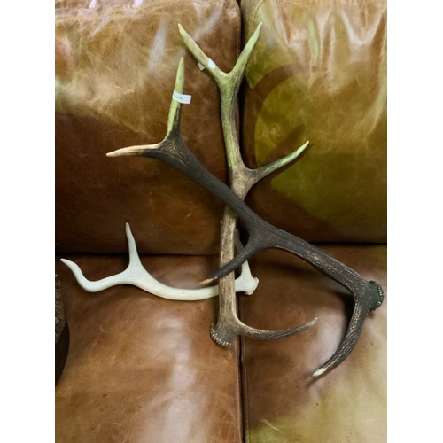 808 - 3 excellent deer antlers longest 55cm