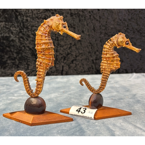 43 - Two preserved seahorses on wooden stands