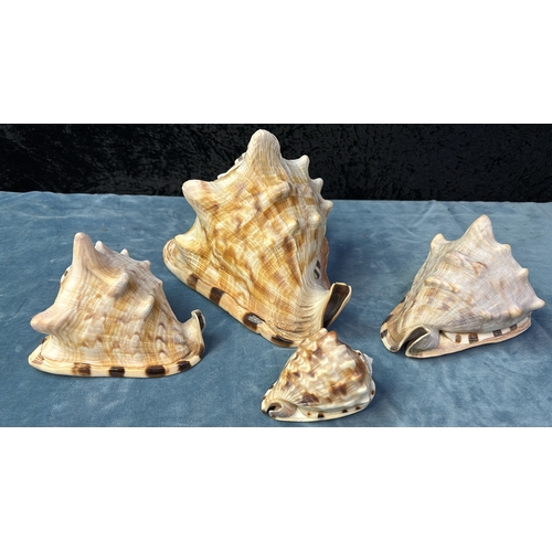 45 - Four helmet conch seashells