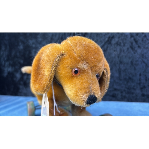 401r - Vintage c1950s Steiff pull along dachshund / sausage dog on wheels. Button in ear (no tags) approx 2... 