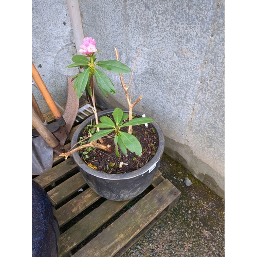 1014 - Rhododendron specimen in a glazed stoneware garden pot.