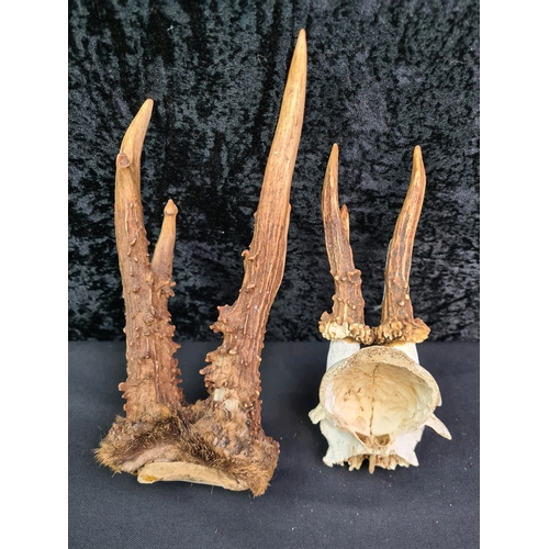 47 - Two sets of small roe deer antlers