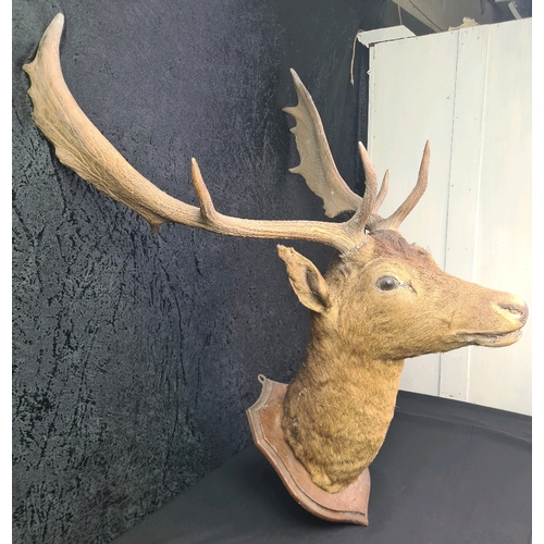 60 - Mounted taxidermy Red Deer stag’s head