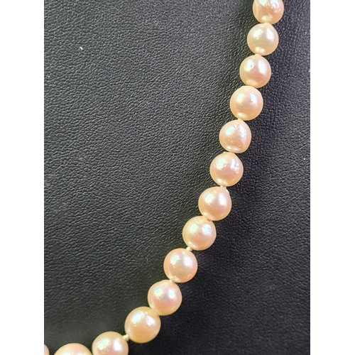 681 - Pearl necklace with silver clasp in presentation box with drop earrings