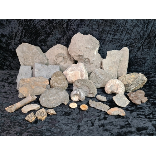 Lot 56        