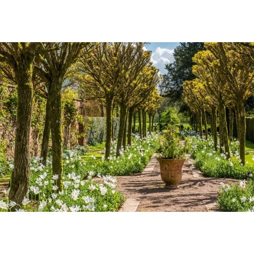 5 - Tea and Garden tour of Cothay Manor, Greenham, Somerset.
(This private garden is not open to the pub... 