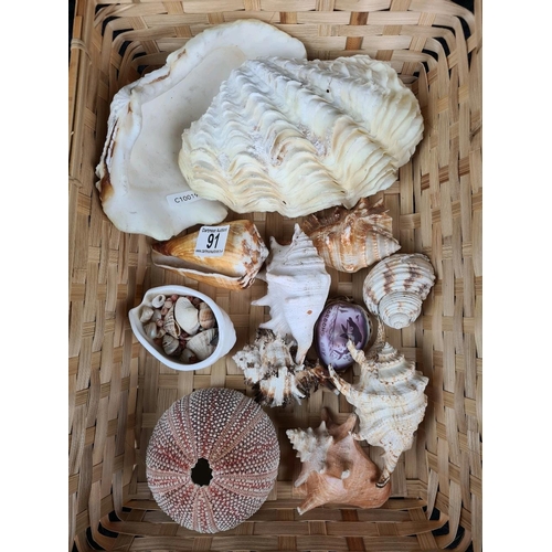 91 - Collection of shells including clam and several types of conch and spider as well as an urchin.