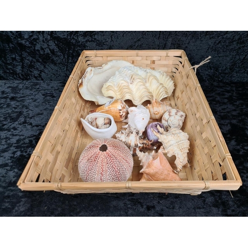 91 - Collection of shells including clam and several types of conch and spider as well as an urchin.