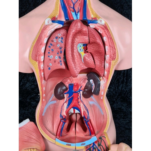 273 - Educational life size anatomical torso model with bits and pieces. Approx H85cm