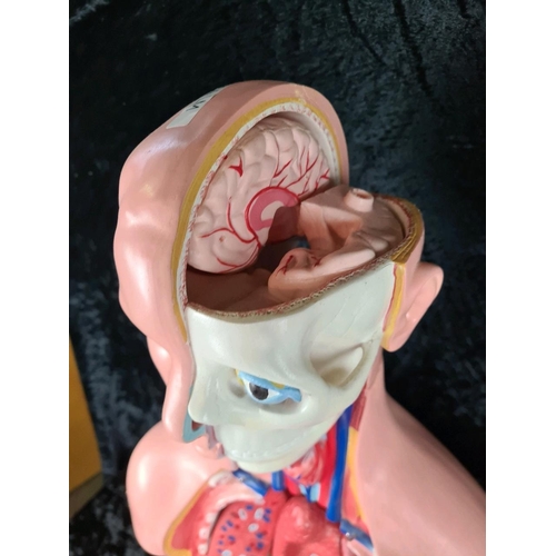 273 - Educational life size anatomical torso model with bits and pieces. Approx H85cm