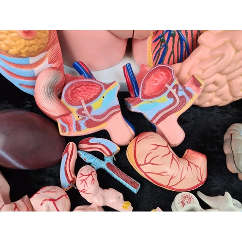 273 - Educational life size anatomical torso model with bits and pieces. Approx H85cm