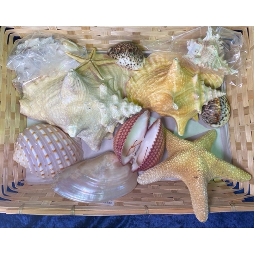 389 - Lovely lot of large shells plus starfish and a bag of smaller shells.