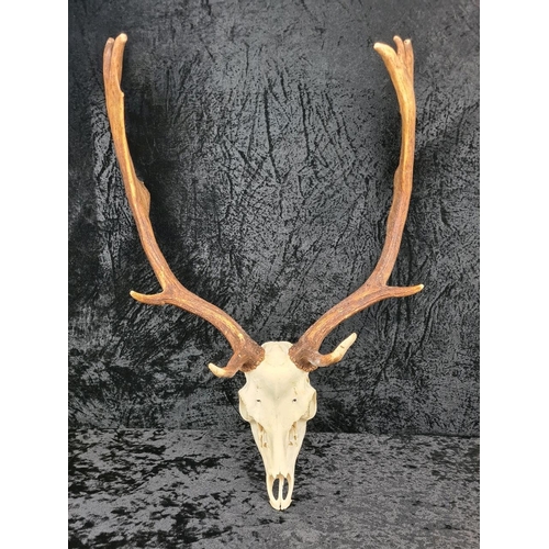 27a - Deer skull with antlers. Approx H70cm.